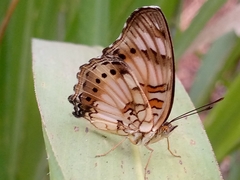 Junonia sophia sophia