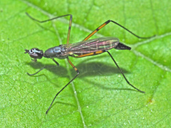Micropeza corrigiolata