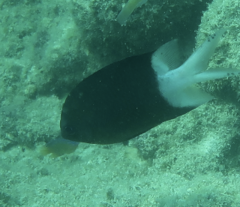 Acanthochromis polyacanthus