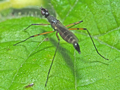 Micropeza corrigiolata