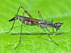 Micropeza corrigiolata