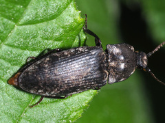Agrypnus murinus