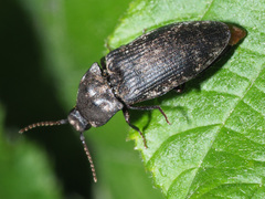 Agrypnus murinus