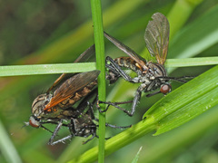 Empis