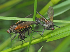 Empis