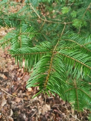 Abies alba