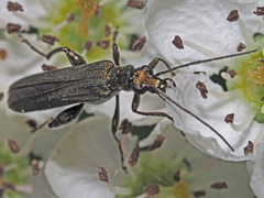 Oedemera virescens