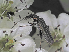Oedemera virescens