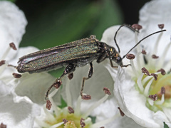 Oedemera virescens