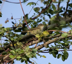 Acrocephalus dumetorum