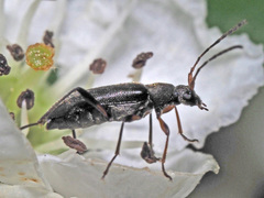Grammoptera ruficornis