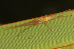 Tetragnathidae