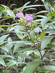 Melastoma
