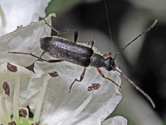 Grammoptera ruficornis