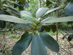 Ficus rubiginosa