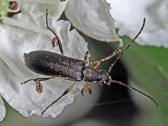 Grammoptera ruficornis