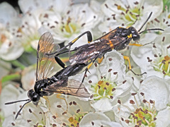 Macrophya montana