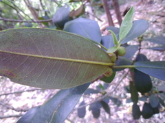 Ficus rubiginosa