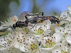 Macrophya montana