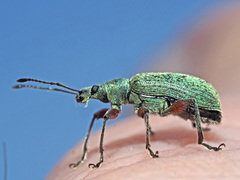 Phyllobius glaucus