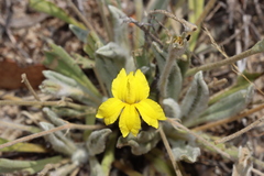 Goodenia robusta