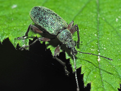 Phyllobius glaucus