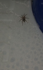 Herpyllus propinquus