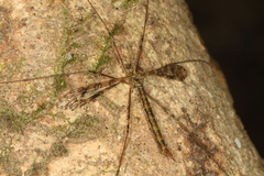 Austrolimnophila argus