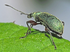 Phyllobius glaucus