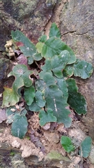 Tectaria zeilanica