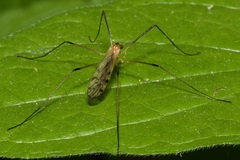 Limonia nigropunctata