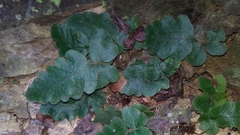 Tectaria zeilanica