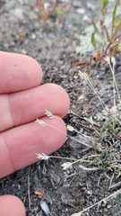 Poa maniototo