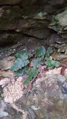Tectaria zeilanica