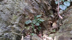 Tectaria zeilanica