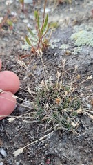 Poa maniototo