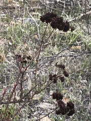 Eriogonum fasciculatum