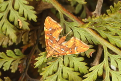 Musotima nitidalis