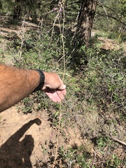 Mirabilis melanotricha