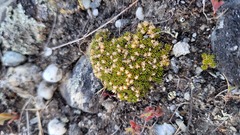 Colobanthus brevisepalus