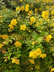 Hypericum androsaemum