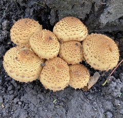 Pholiota squarrosa