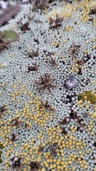 Leptinella conjuncta