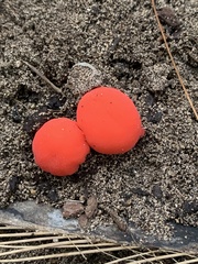 Secotium fragariosum