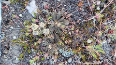 Lepidium solandri