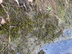 Rhynchostegium riparioides