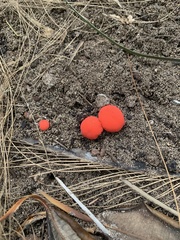 Secotium fragariosum