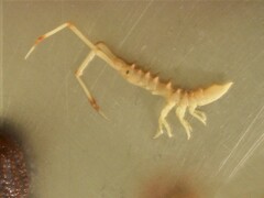 Arcturus baffini