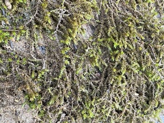 Rhynchostegium riparioides