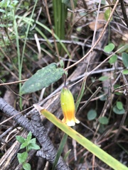 Marianthus bignoniaceus